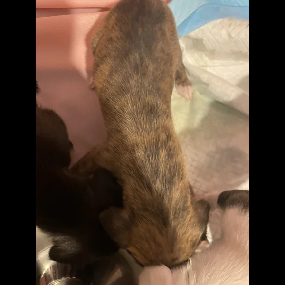 Whippet - Both