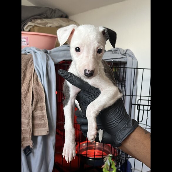 Whippet - Both