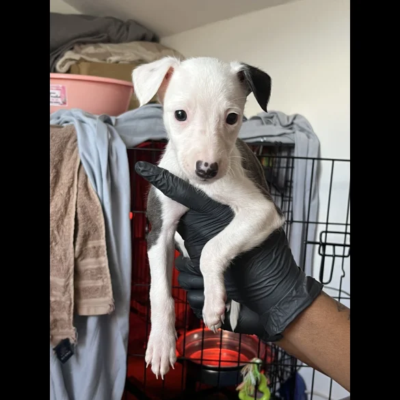 Whippet - Both