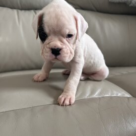 Boxer - Both