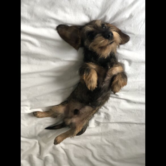 Dachshund (Standard &amp; Miniature)