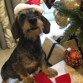 Dachshund (Standard &amp; Miniature)