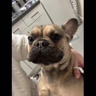 French Bulldog