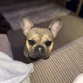 French Bulldog