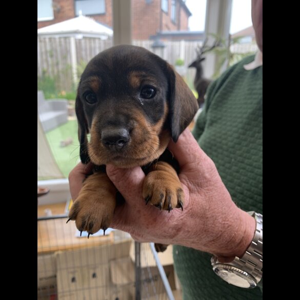 Dachshund (Standard &amp; Miniature) - Both