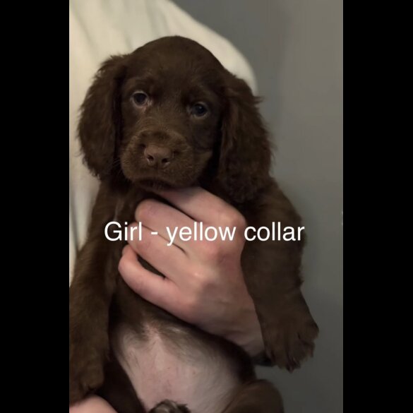 Cocker Spaniel (Working &amp; Show) - Both