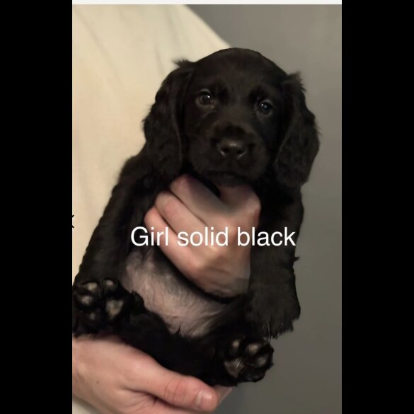 Cocker Spaniel (Working &amp; Show) - Both