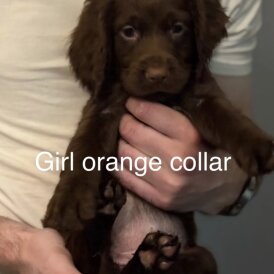 Cocker Spaniel (Working &amp; Show) - Both