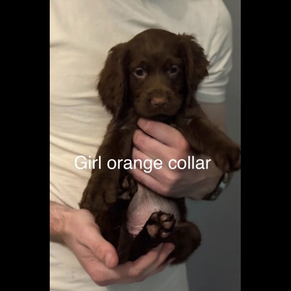 Cocker Spaniel (Working &amp; Show) - Both