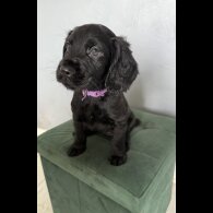 Cocker Spaniel (Working &amp; Show) - Both
