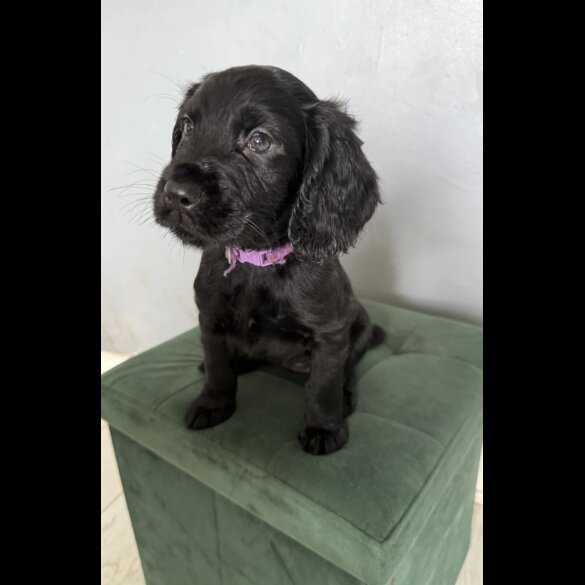 Cocker Spaniel (Working &amp; Show) - Both