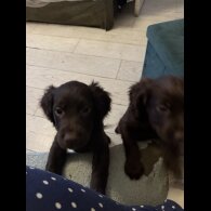 Cocker Spaniel (Working &amp; Show) - Both