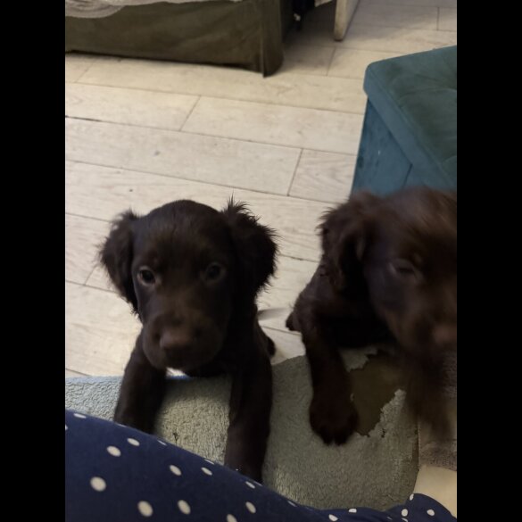 Cocker Spaniel (Working &amp; Show) - Both