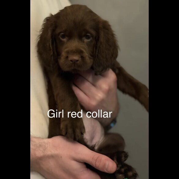 Cocker Spaniel (Working &amp; Show) - Both