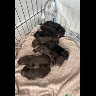 Cocker Spaniel (Working &amp; Show) - Both