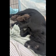 Cocker Spaniel (Working &amp; Show) - Both