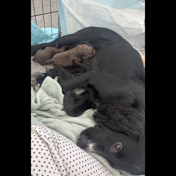 Cocker Spaniel (Working &amp; Show) - Both