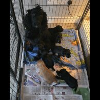 Cocker Spaniel (Working &amp; Show) - Both