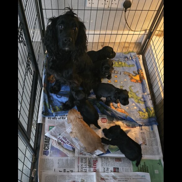 Cocker Spaniel (Working &amp; Show) - Both