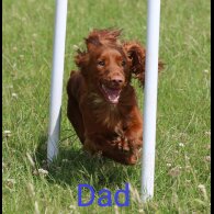 Cocker Spaniel (Working &amp; Show) - Both