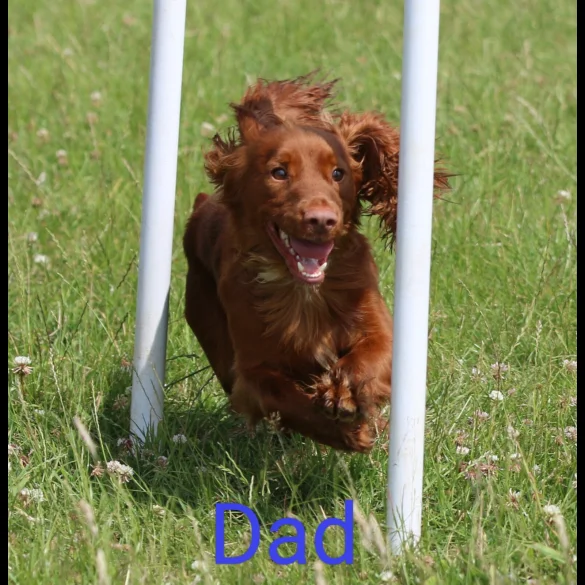 Cocker Spaniel (Working &amp; Show) - Both