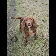 Cocker Spaniel (Working &amp; Show) - Both