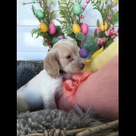 Cocker Spaniel (Working &amp; Show) - Both