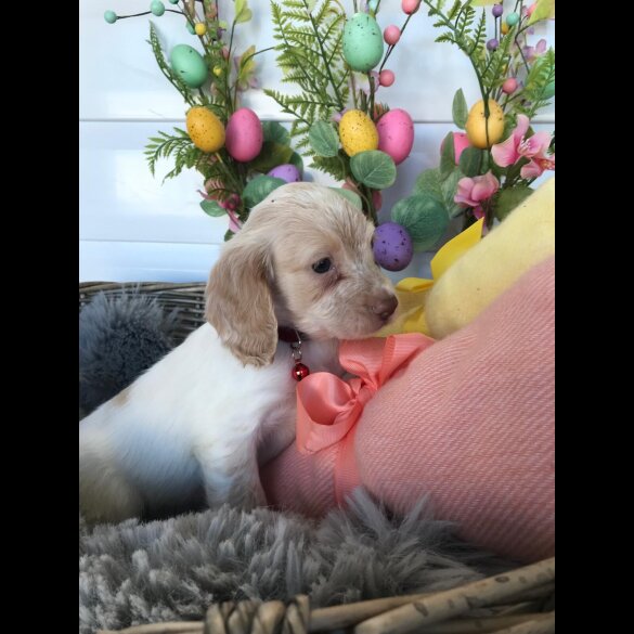 Cocker Spaniel (Working &amp; Show) - Both