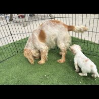 Cocker Spaniel (Working &amp; Show) - Both