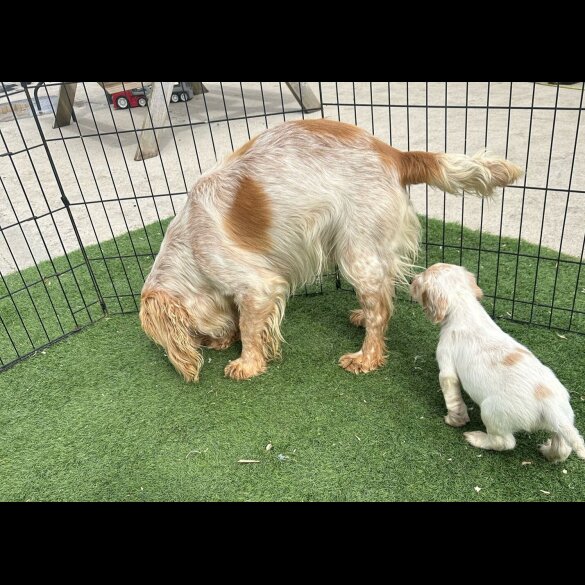 Cocker Spaniel (Working &amp; Show) - Both