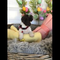 Cocker Spaniel (Working &amp; Show) - Both