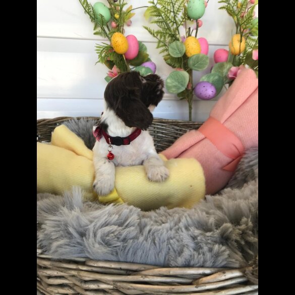 Cocker Spaniel (Working &amp; Show) - Both