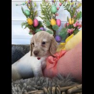 Cocker Spaniel (Working &amp; Show) - Both