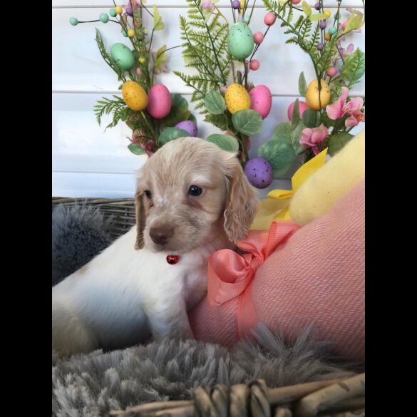 Cocker Spaniel (Working &amp; Show) - Both