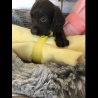 Cocker Spaniel (Working &amp; Show) - Both