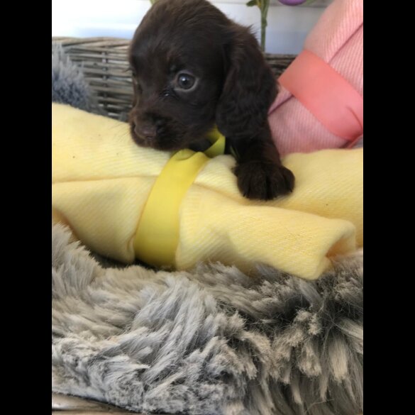 Cocker Spaniel (Working &amp; Show) - Both