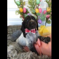 Cocker Spaniel (Working &amp; Show) - Both
