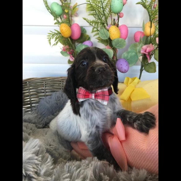 Cocker Spaniel (Working &amp; Show) - Both