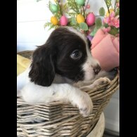 Cocker Spaniel (Working &amp; Show) - Both