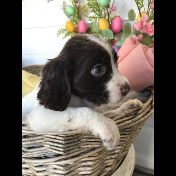 Cocker Spaniel (Working &amp; Show) - Both
