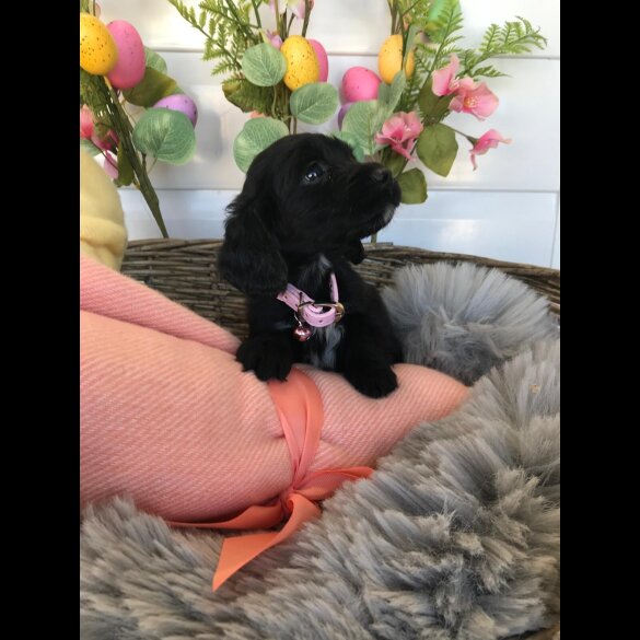 Cocker Spaniel (Working &amp; Show) - Both