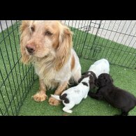 Cocker Spaniel (Working &amp; Show) - Both