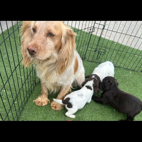 Cocker Spaniel (Working &amp; Show) - Both
