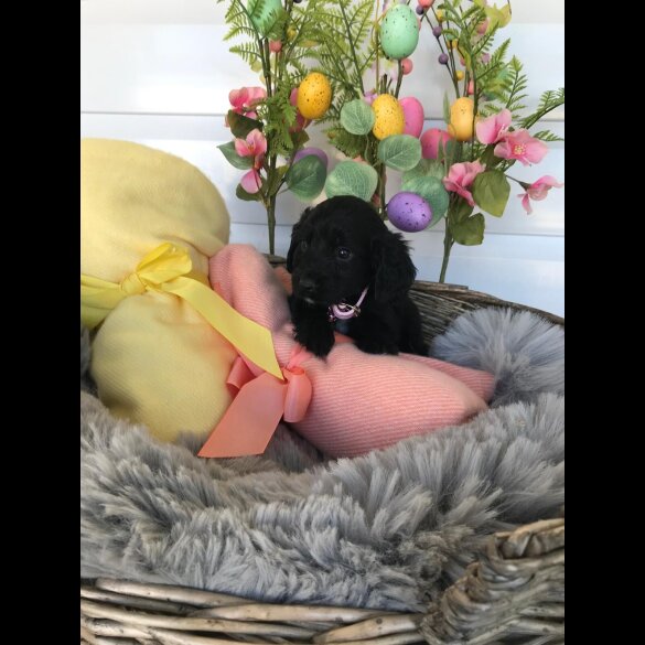 Cocker Spaniel (Working &amp; Show) - Both