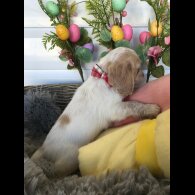 Cocker Spaniel (Working &amp; Show) - Both