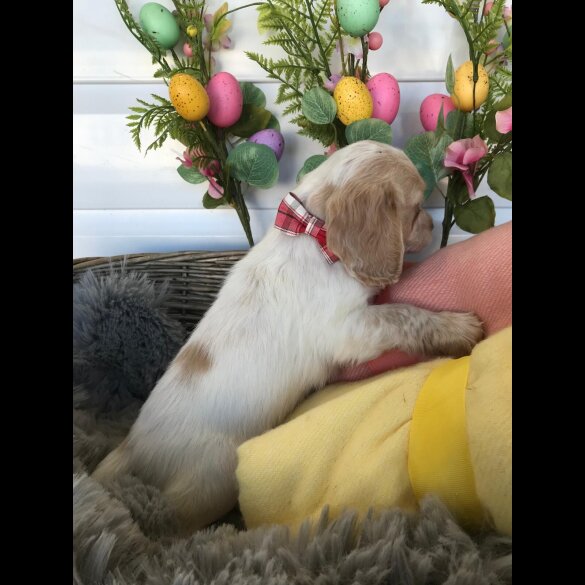 Cocker Spaniel (Working &amp; Show) - Both