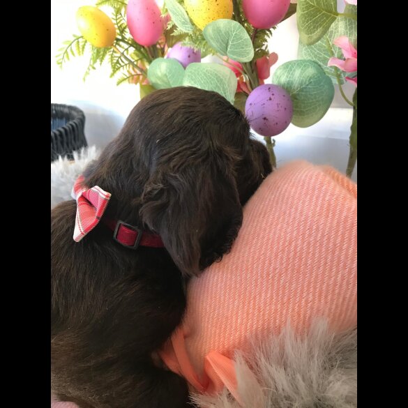Cocker Spaniel (Working &amp; Show) - Both