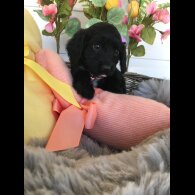 Cocker Spaniel (Working &amp; Show) - Both