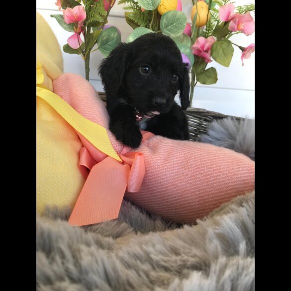 Cocker Spaniel (Working &amp; Show) - Both