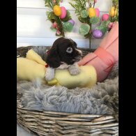 Cocker Spaniel (Working &amp; Show) - Both